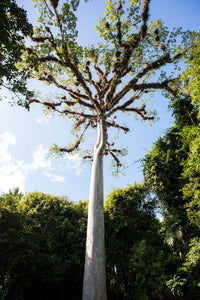 Hiking Tikal National Park - A Guided Sunset Adventure