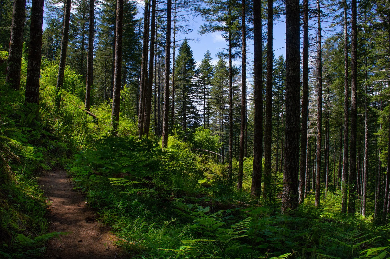 Trails Galore at Gales Creek Campground in Tillamook National Forest