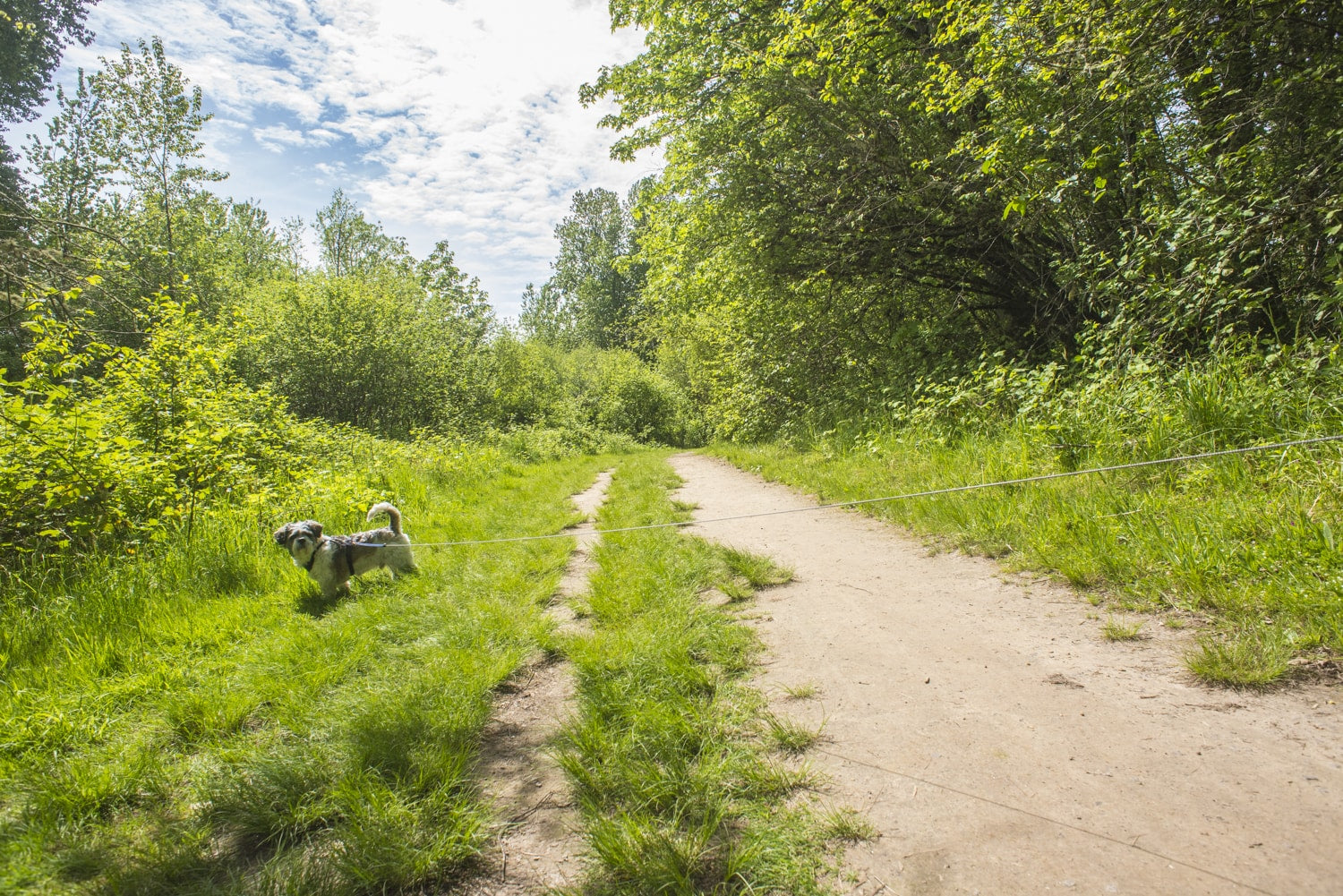 Hiking the Wapato Greenway Loop at Sauvie Island