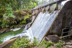 Easy, Dog-Friendly Hiking at Lacamas Creek Trail